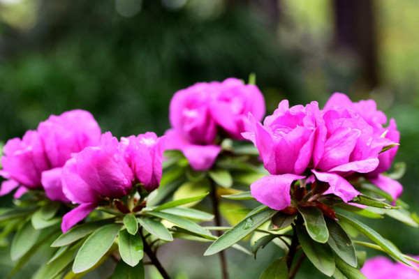 杜鵑花為什麼不開花