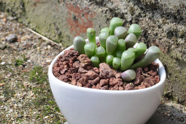 多肉植物怎麼換盆