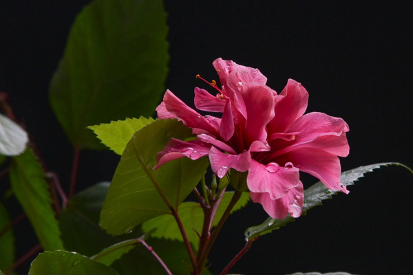 扶桑花怎麼養