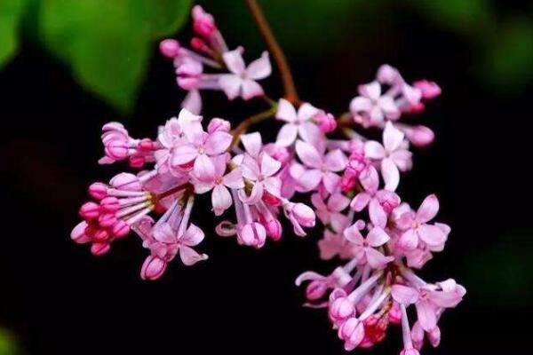 為什麼丁香花叫狗牙花