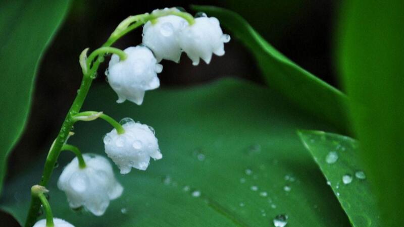 鈴蘭花的花語 發財農業網