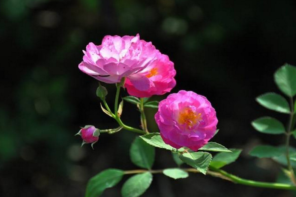 薔薇花怎麼養