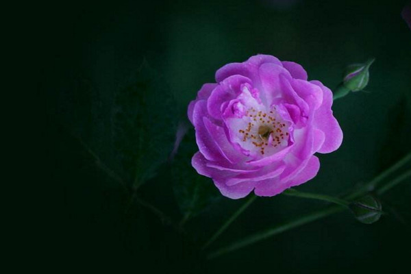 薔薇花怎麼養