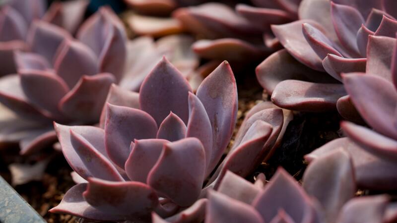 多肉植物怎麼養護