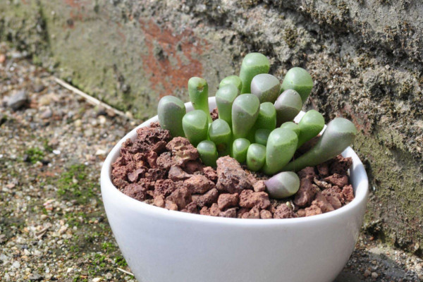 多肉植物怎麼養護