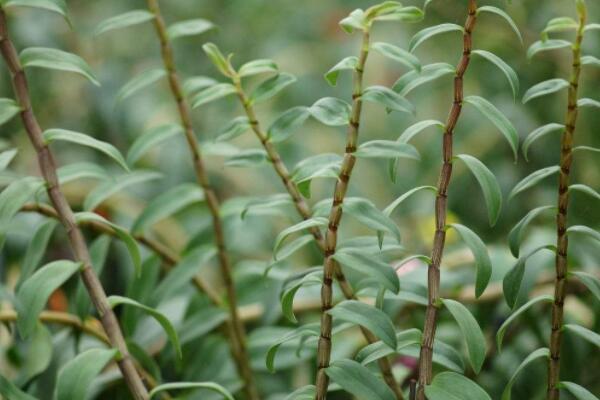 石斛開過花老枝怎麼辦