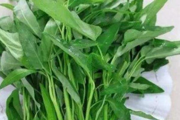 空心菜葉子發黃怎麼回事