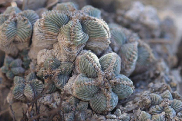 五星花籠的養殖方法