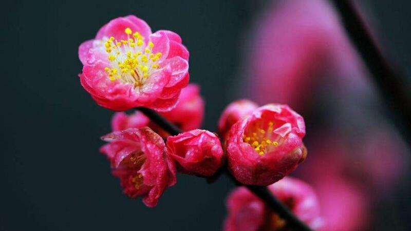 梅花怎麼養