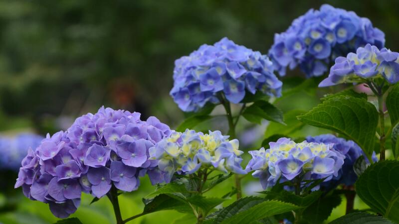 繡球花的修剪方法