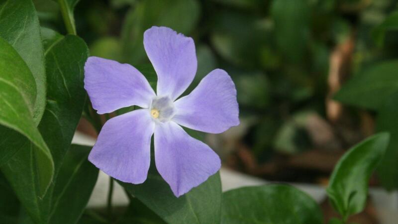 長春花黃葉子怎麼辦