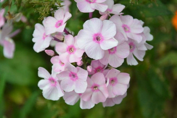 長春花黃葉子怎麼辦