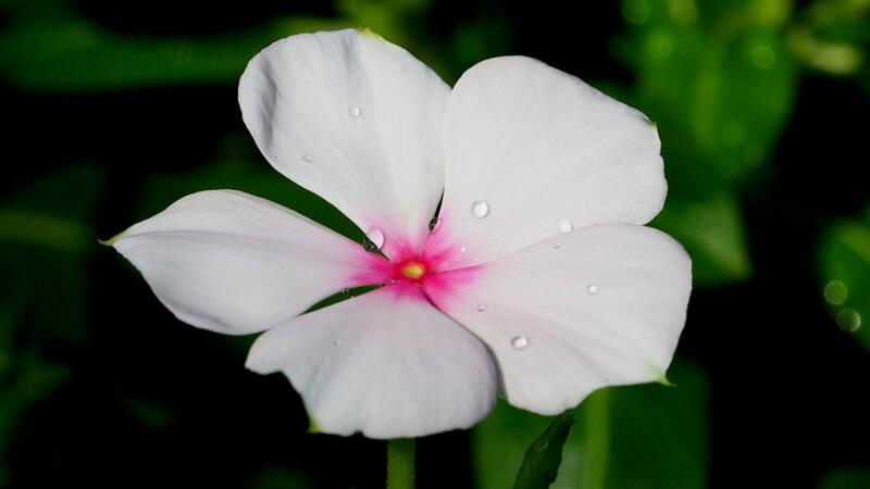 長春花換盆注意事項