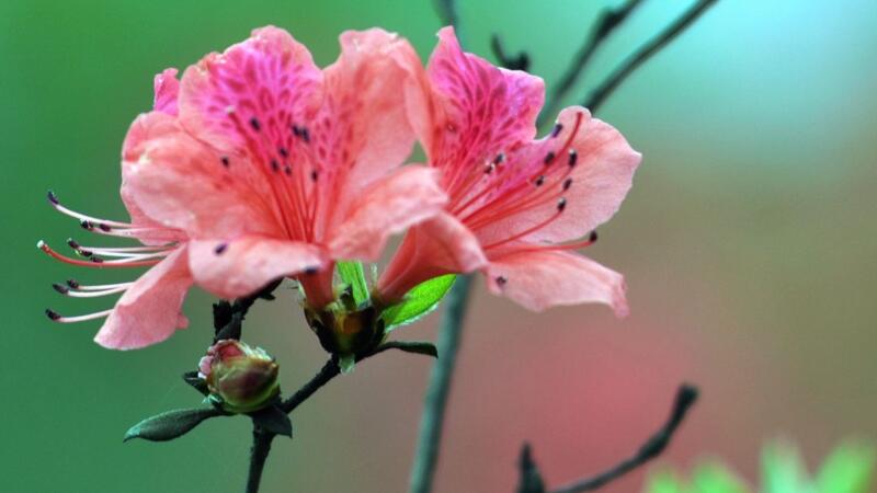 杜鵑花夏天怎麼養