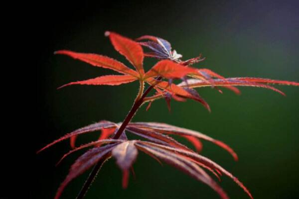 紅楓葉子幹枯還能活嗎