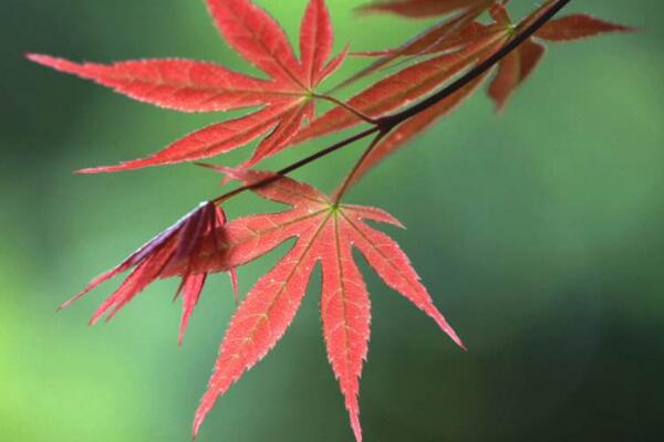 紅楓葉子幹枯還能活嗎