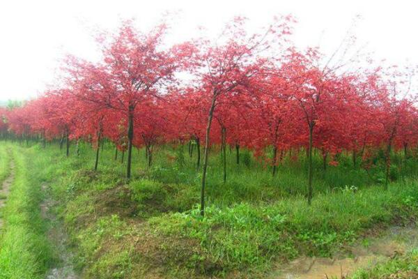 紅楓樹種植方法