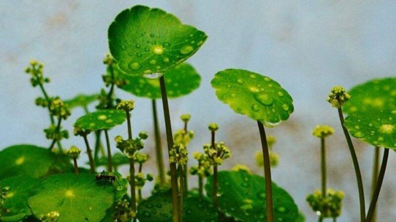 水培銅錢草怎麼爆盆