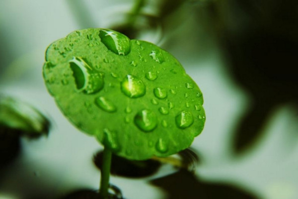 水培銅錢草怎麼爆盆