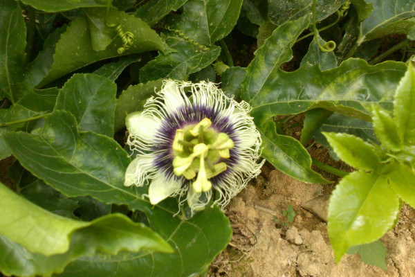 西番蓮花怎麼養