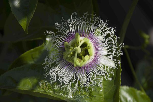 西番蓮花怎麼養