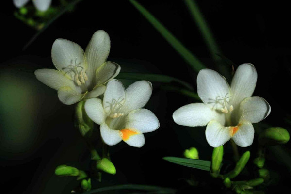 小蒼蘭開花後怎麼處理