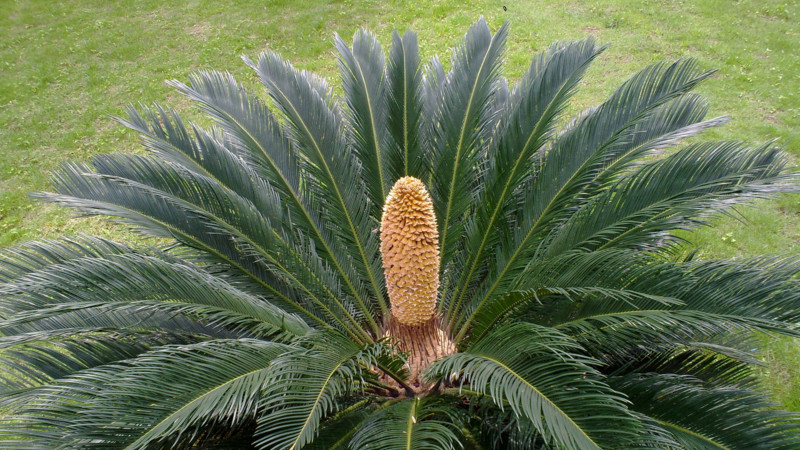 鐵樹開花的征兆