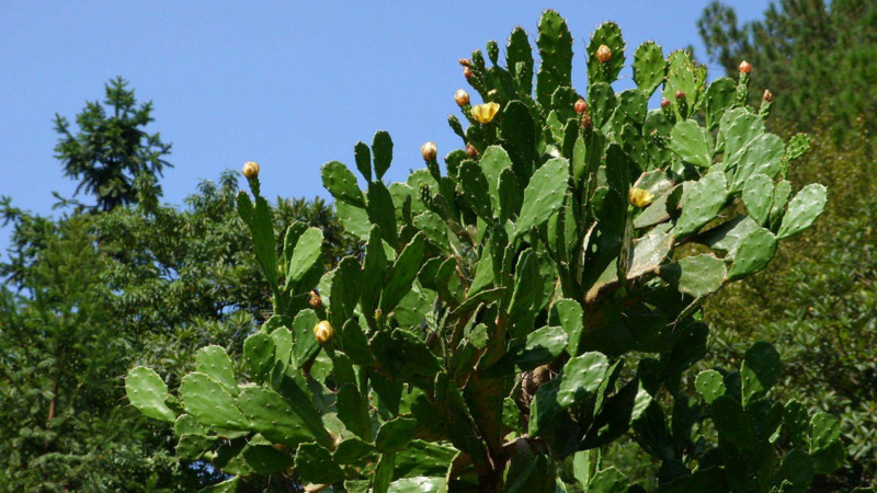 仙人掌怎麼種植