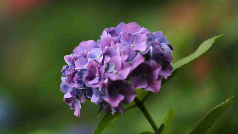 繡球花的花語