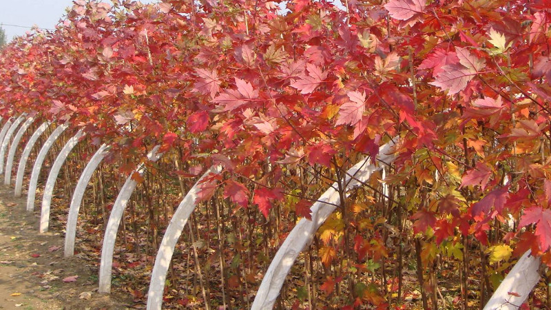 美國紅楓種植技術，種植紅楓要管理好施肥方式