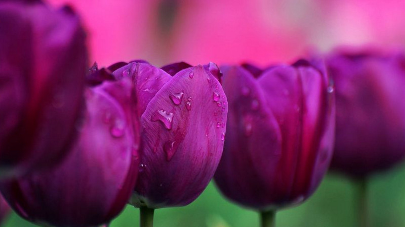 紫色鬱金香花語