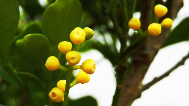 米蘭花開完花怎麼修剪