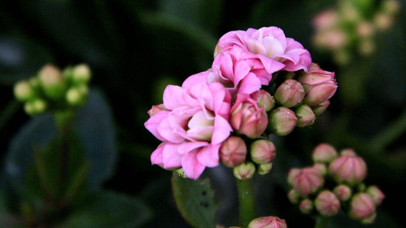 長壽花怎麼延長花期