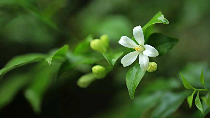 七裏香花的養殖方法