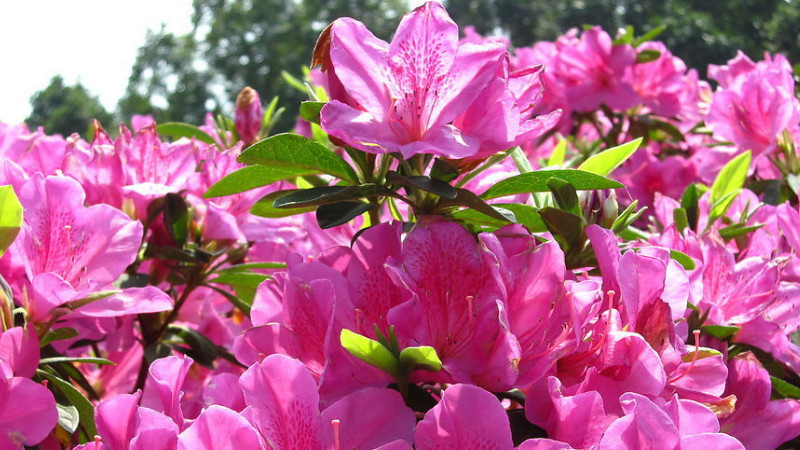 杜鵑花掉葉子怎麼辦