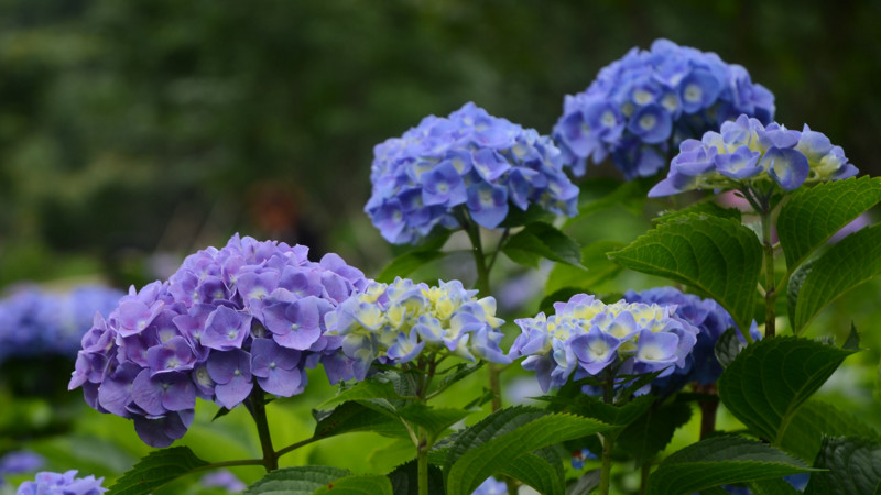 繡球花什麼時候開花