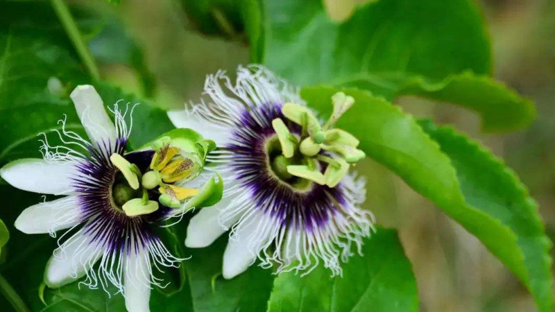 百香果不開花怎麼催花