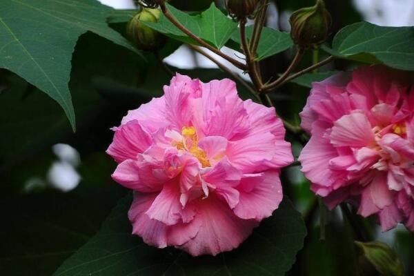 怎樣給芙蓉花剪枝