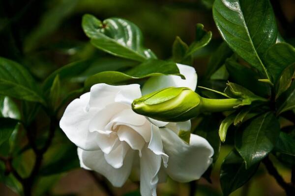 梔子花不發芽怎麼辦