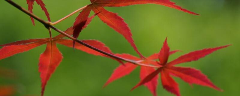 主幹紅楓怎麼發芽