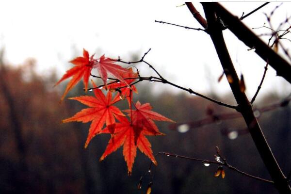 主幹紅楓怎麼發芽