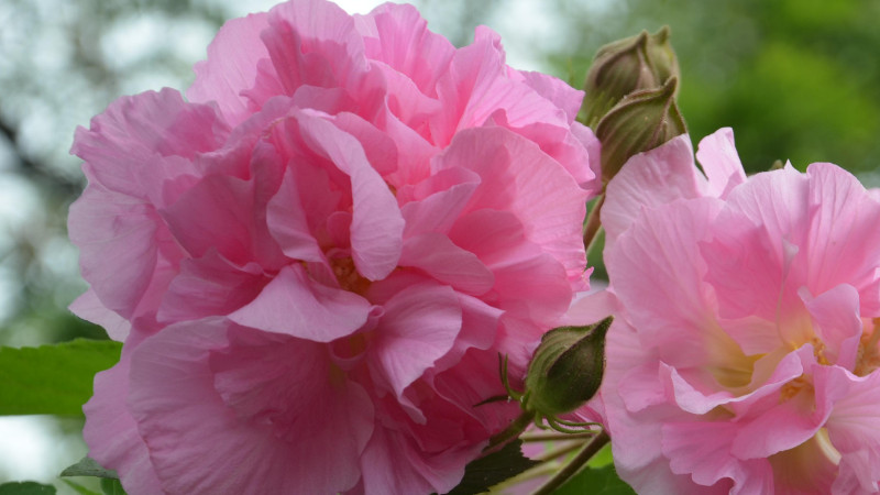 芙蓉花繁殖方法