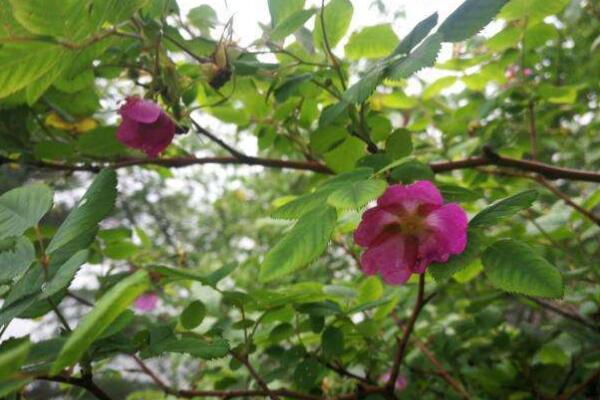 野生薔薇是什麼樹