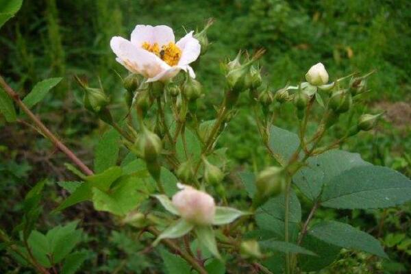 野生薔薇是什麼樹