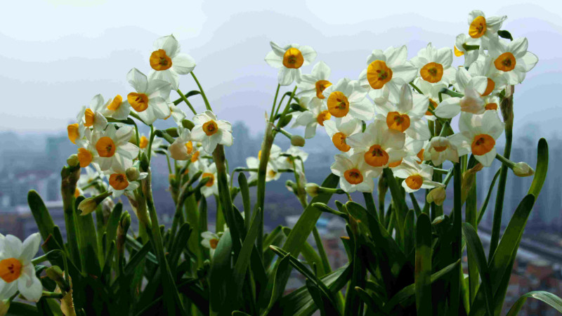 水仙花怎麼養水培