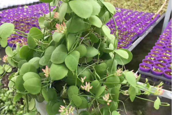 玉荷包植物怎麼養