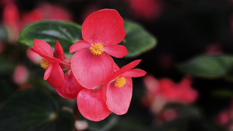 玻璃海棠開完花後怎麼處理