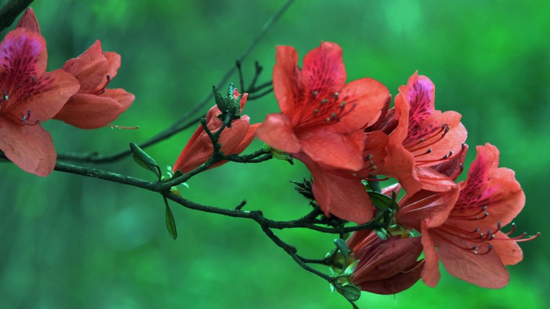 杜鵑花開花後怎麼修剪