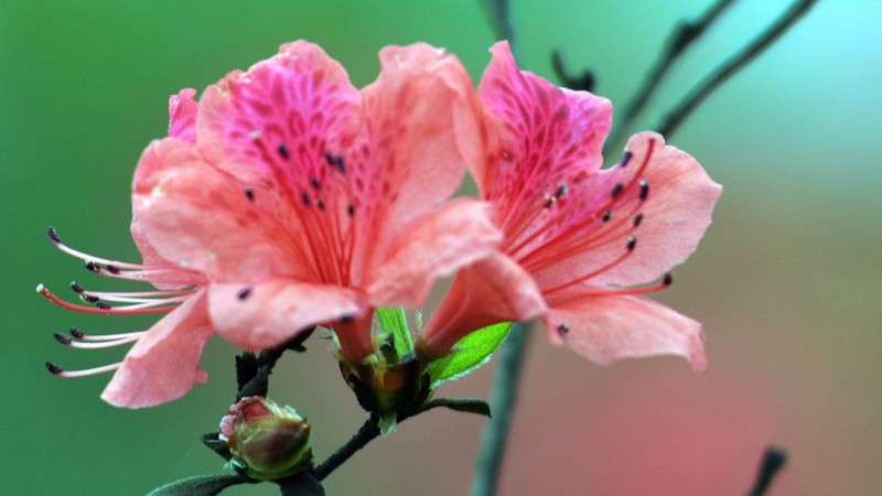 杜鵑花花苞幹了怎麼辦