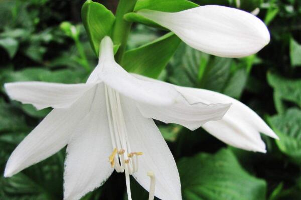 玉簪花冬天養殖方法